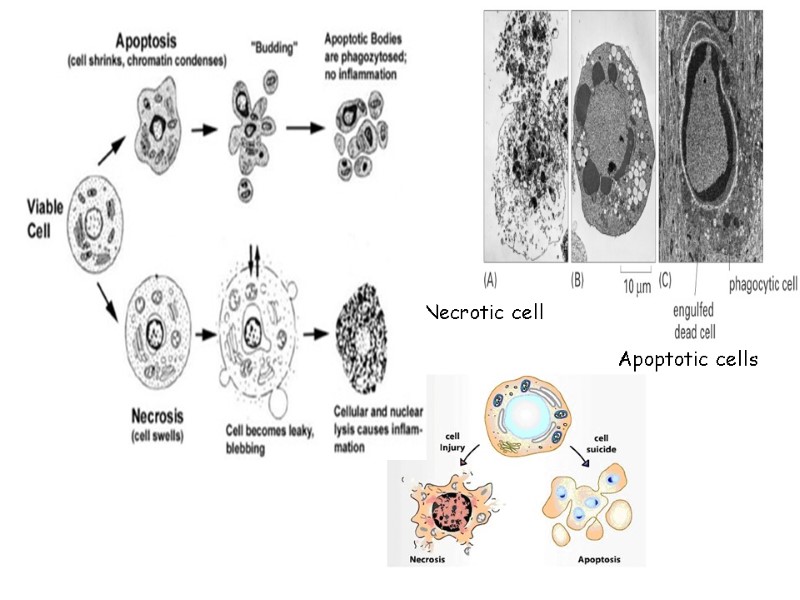 Necrotic cell Apoptotic cells